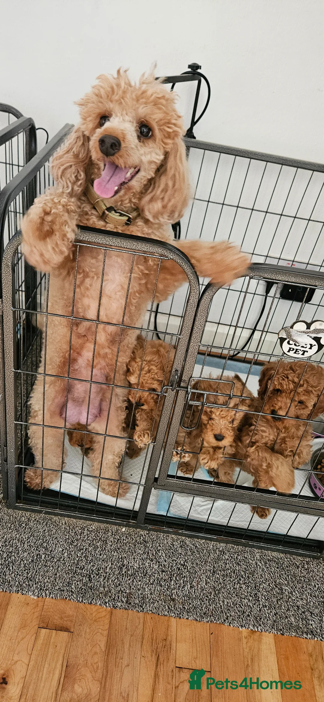 Toy Poodle dogs for sale: Red Toy Poodle Puppies x 2 males left - Advert 1