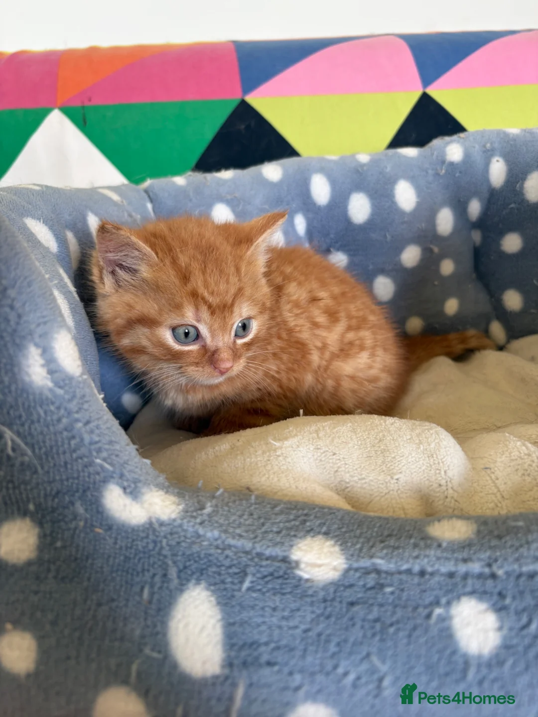Mixed Breed cats for sale: Beautiful friendly kittens  - Advert 14