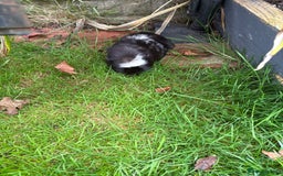 Guinea Pig rodents for sale: 2 male guinea pigs & House  - Image 9