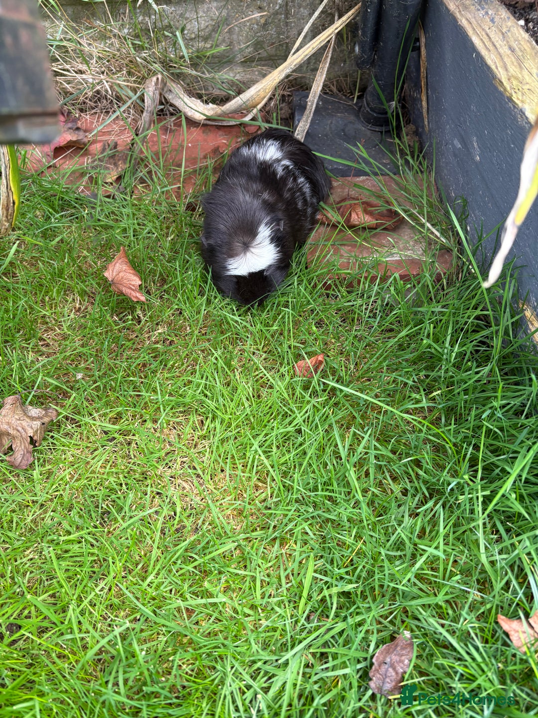 Guinea Pig rodents for sale: 2 male guinea pigs & House  - Image 9