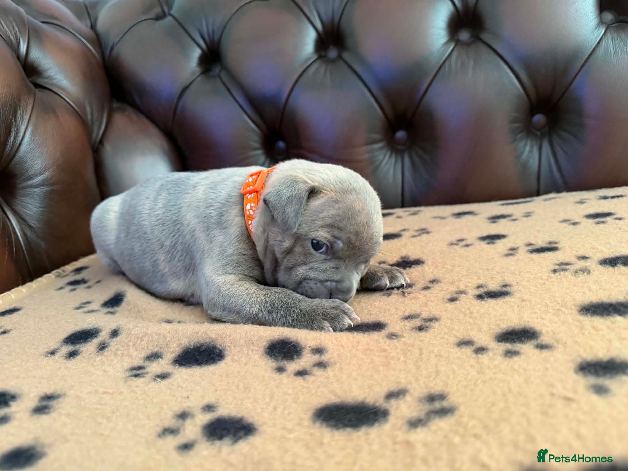 Staffordshire Bull Terrier dogs Adorable KC registered blue staffy puppies  - Advert 2