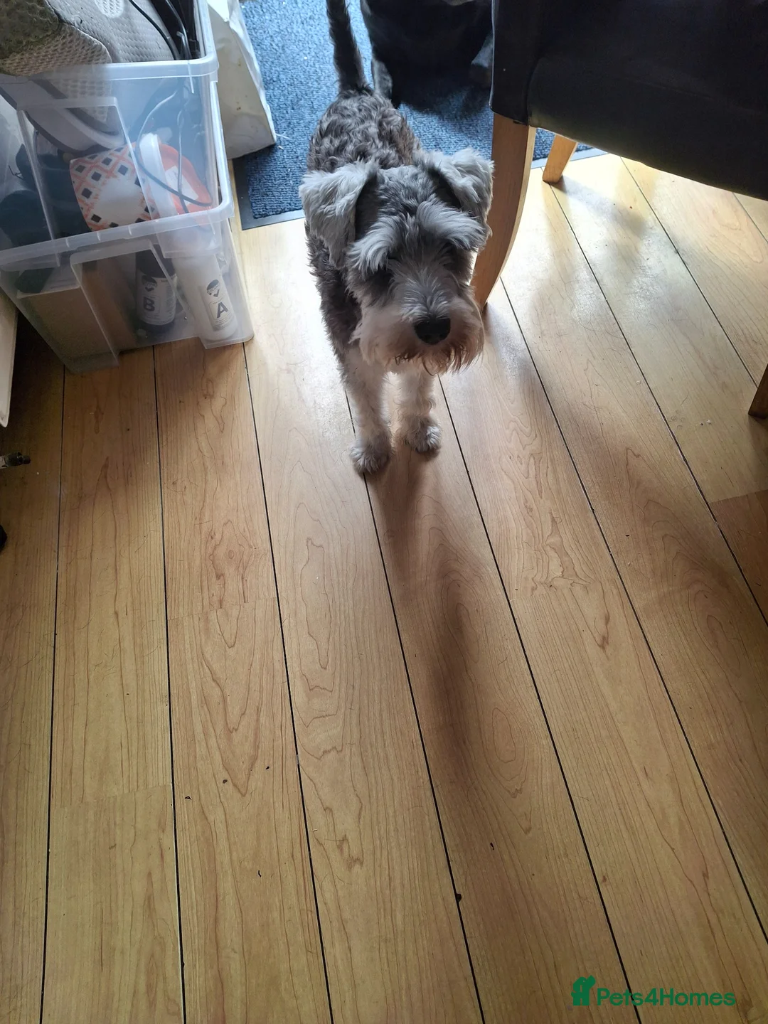 Miniature Schnauzer dogs for stud: Jennifer Knowles  - Advert 2