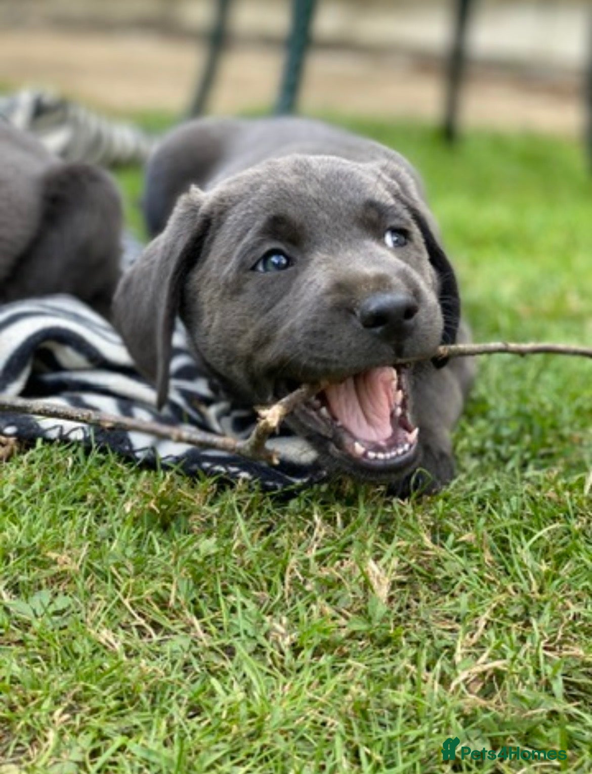 Labrador Retriever dogs ⭐️ KC REG VET CHECK,  PUPPY PACK PUPPY FOOD - Advert 5