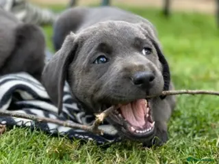 Labrador Retriever dogs ⭐️ KC REG VET CHECK, PUPPY PACK PUPPY FOOD - Advert 5