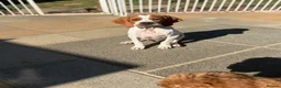 Pointer dogs for sale: Gorgeous Pointer Puppies looking for new homes - Advert 4