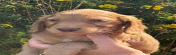 Cocker Spaniel dogs for sale: KC Registered working Cockers pups - Advert 14