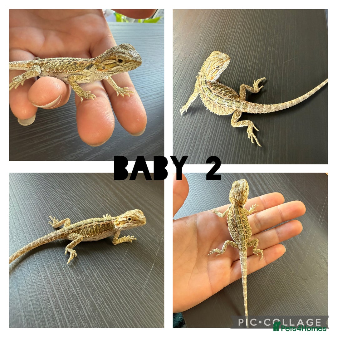 Bearded Dragon reptiles for sale: Bearded dragon babies - Image 2