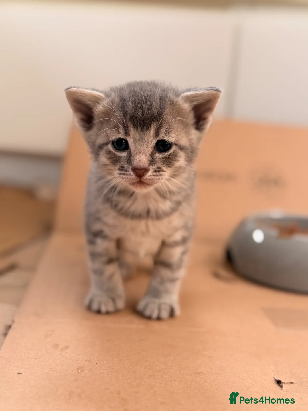 Siamese cats for sale: Mixed Siamese kittens 🐱🌸 - Advert 2