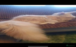 Maine Coon cats for sale: Beautiful Pedigree Maine Coon kittens  - Image 12