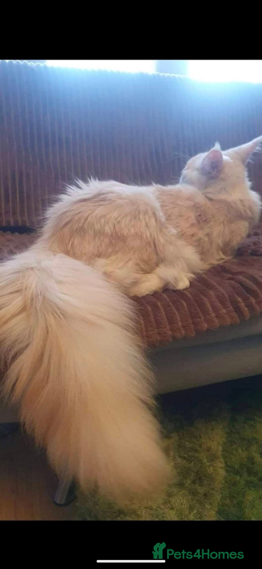 Maine Coon cats for sale: Beautiful Pedigree Maine Coon kittens  - Image 12