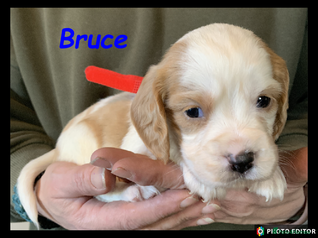 Cockalier dogs for sale: Beautiful Cockalier Pups – Loving Homes Await - Advert 3