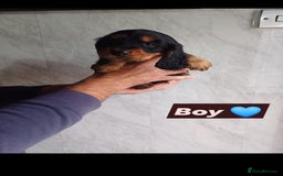 Cocker Spaniel dogs for sale: Cocker spaniels  - Image 4