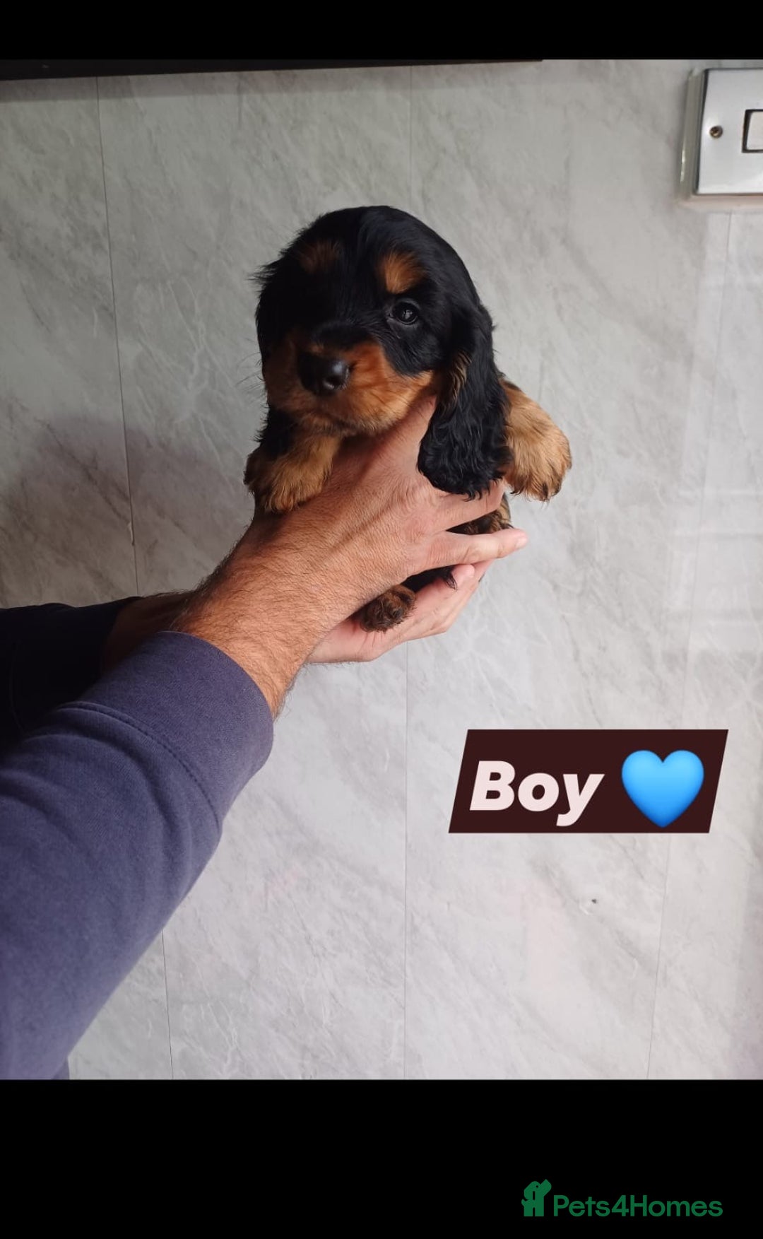Cocker Spaniel dogs for sale: Cocker spaniels  - Image 4