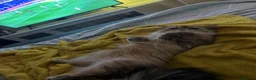 Mixed Breed cats for sale: Lovely boy looking for rehome - Advert 5