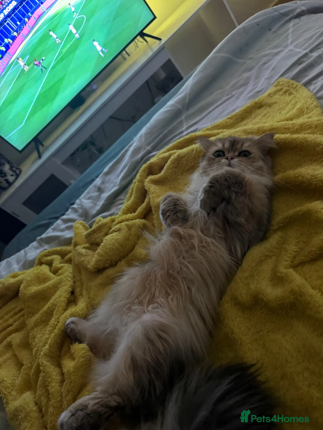 Mixed Breed cats for sale: Lovely boy looking for rehome - Advert 5