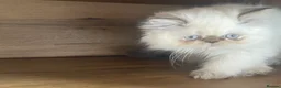 Persian cats for sale: White Persian kitten  in Wokingham - Advert 11
