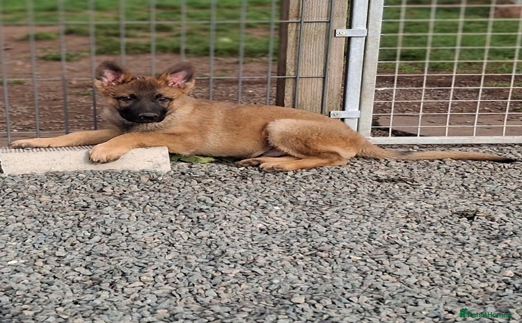 German Shepherd dogs - Advert 2