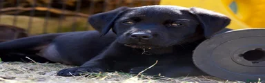 Labrador Retriever 3