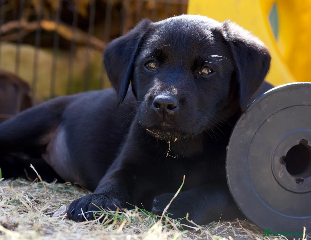 Labrador Retriever dogs for sale: Quality Labrador pups. Health tested parents - Advert 2