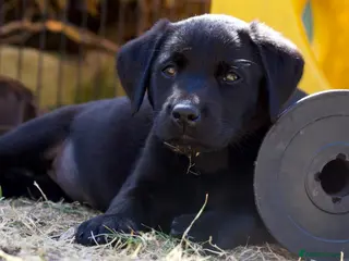Labrador Retriever dogs Quality Labrador pups. Health tested parents - Advert 17