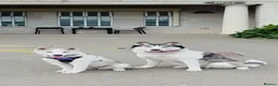 Siberian Husky dogs for sale: Siberian Huskies- Mum 4years & Daughter 10monts  - Advert 13