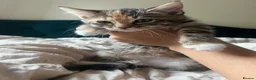 Mixed Breed cats for sale: 3 lovely kittens looking for new homes - Advert 6