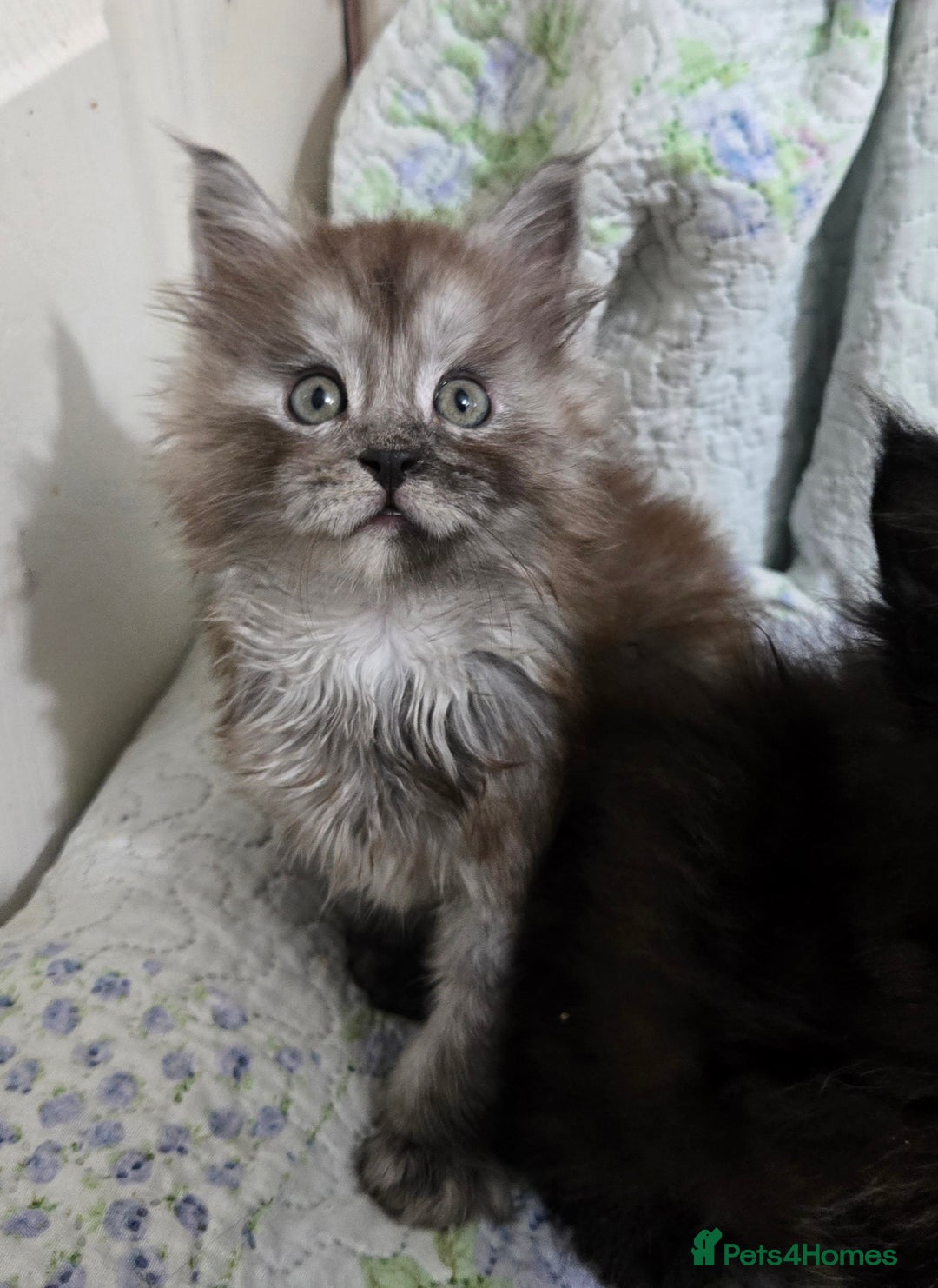 Maine Coon cats for sale: Stunning GCCF Maine Coon babies - Image 16