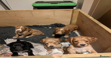 Cocker Spaniel dogs Working Cocker Spaniel Puppies needing loving home - Advert 5