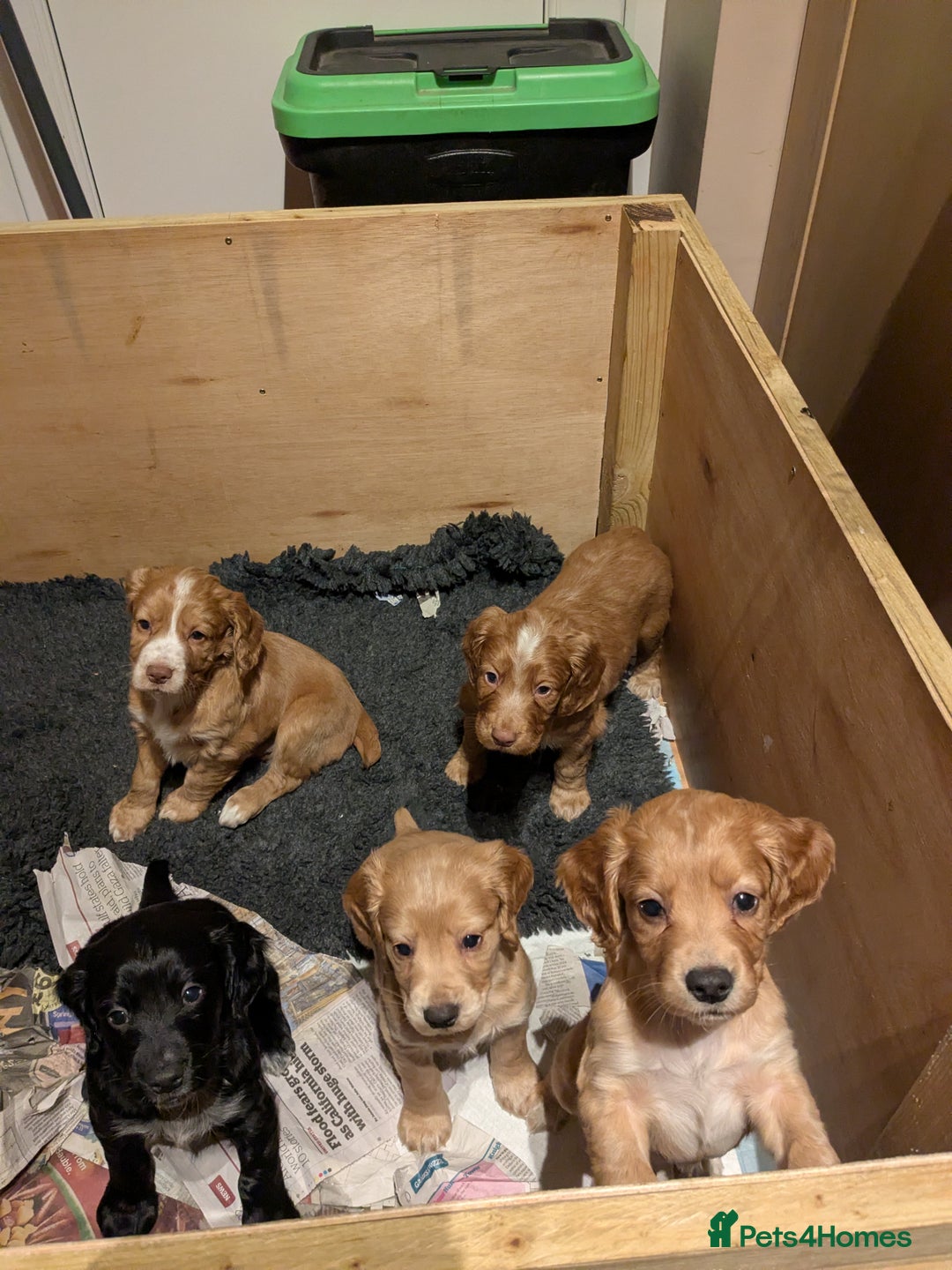 Cocker Spaniel dogs for sale: Working Cocker Spaniel Puppies needing loving home - Advert 2