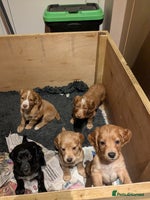 Cocker Spaniel dogs Working Cocker Spaniel Puppies needing loving home - Advert 3