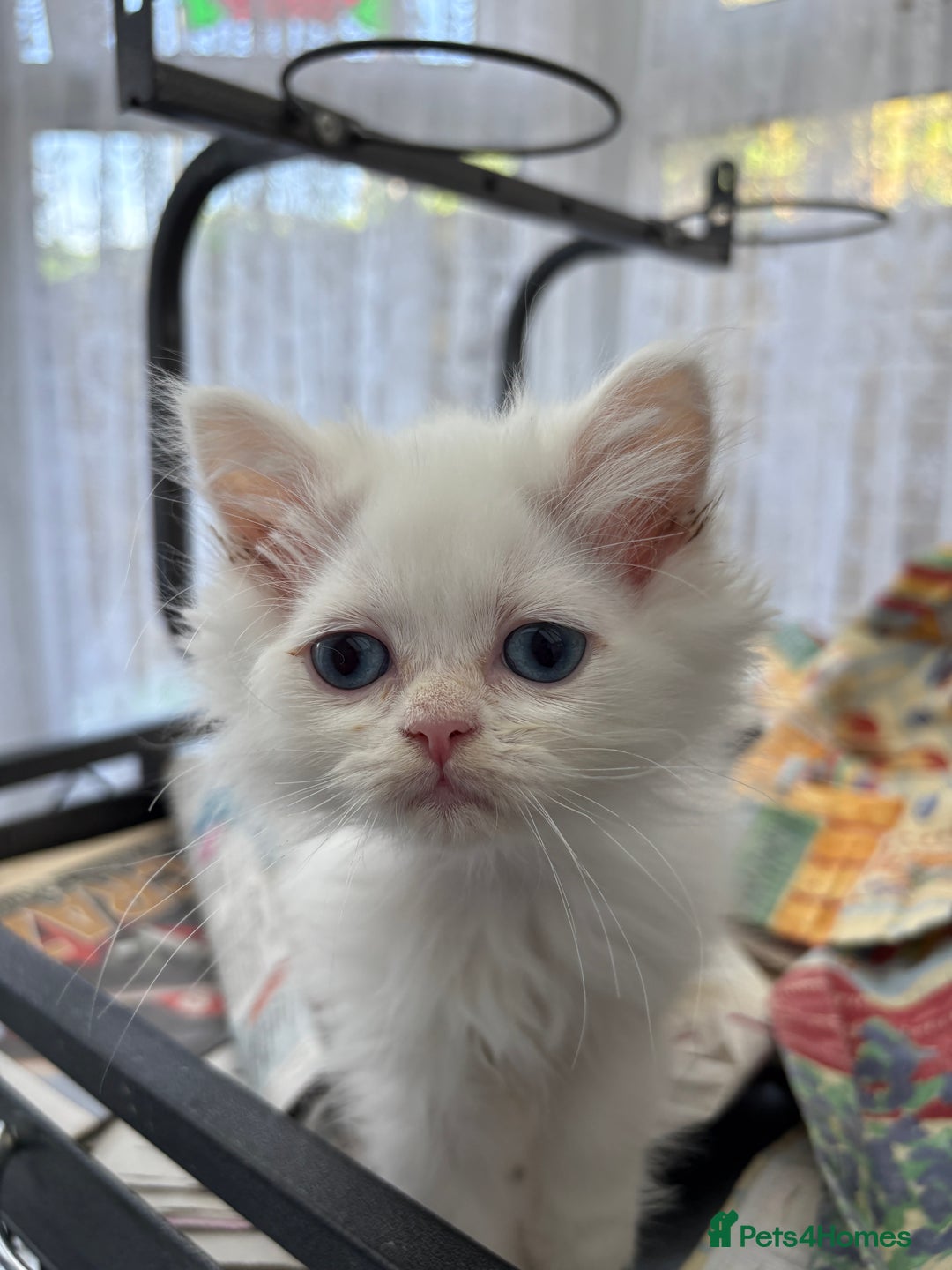 Persian cats for sale: Outstanding litter of Persian x kittens,  - Image 28