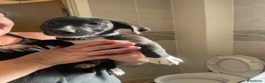 Mixed Breed 4
