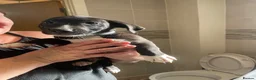 Mixed Breed dogs for sale: Staffyxboxer with jack Russell  - Advert 7