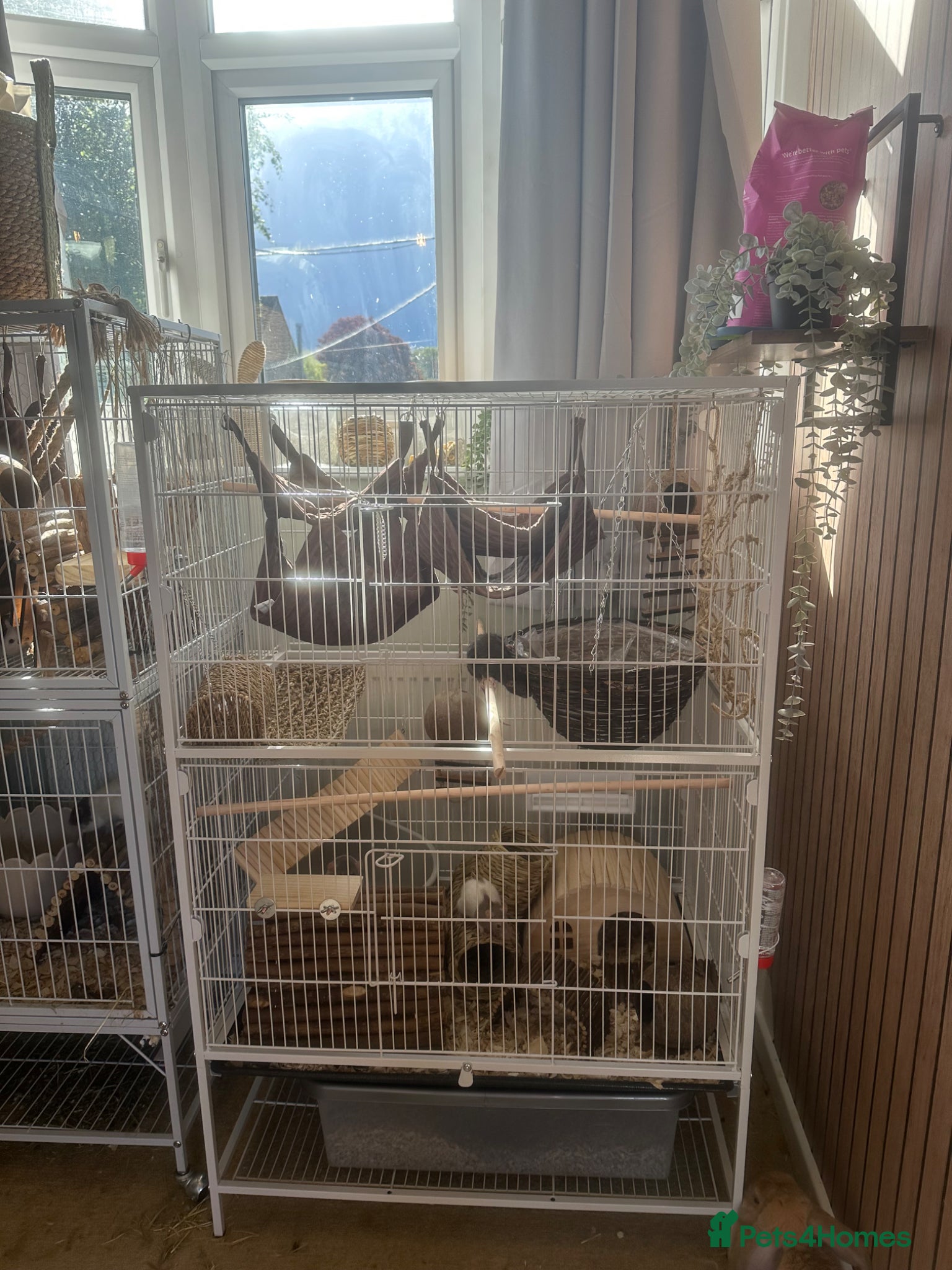 Rat rodents Baby rats for sale  - Advert 1