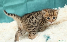 Bengal cats for sale: 🔥Beautiful little bengal girl for reservation🔥 - Image 15