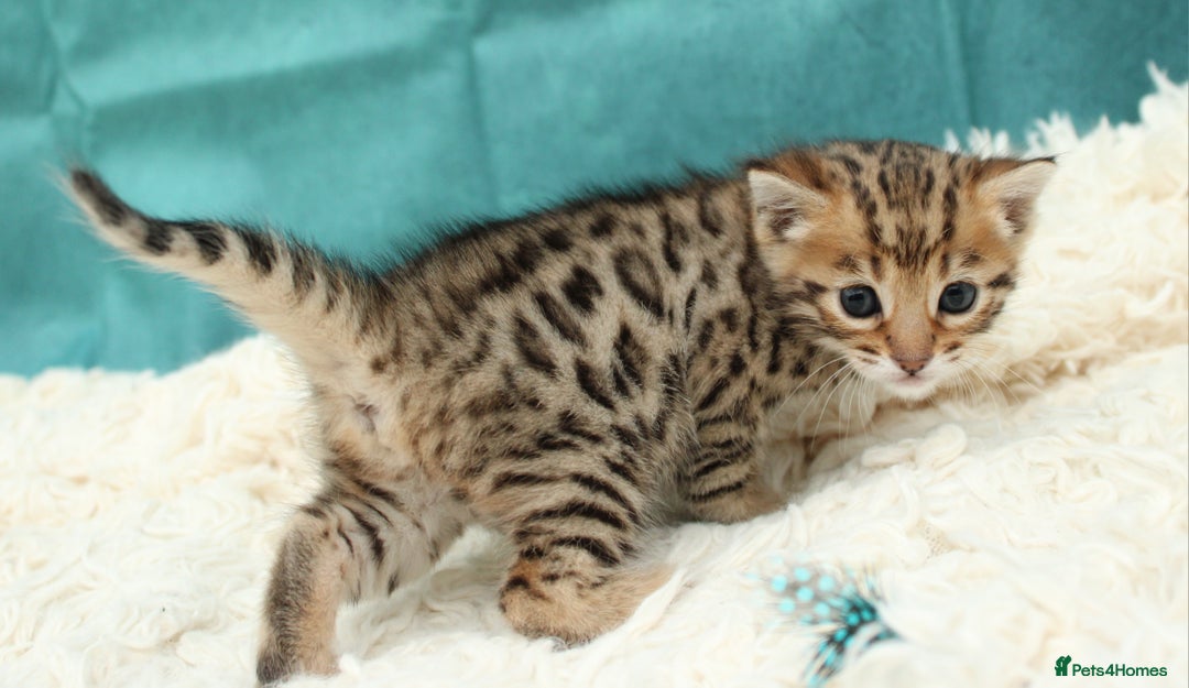 Bengal cats for sale: 🔥Beautiful little bengal girl for reservation🔥 - Image 15