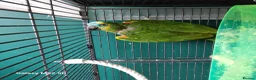 Parrots birds for sale: Blue fronted amazon parrot in Leicester - Advert 2