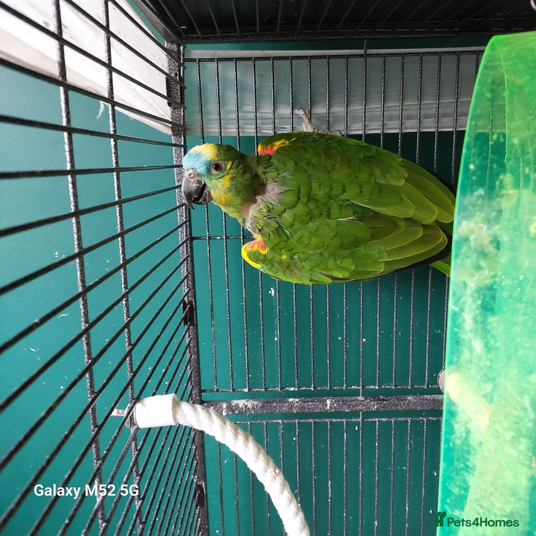 Parrots birds for sale: Blue fronted amazon parrot in Leicester - Advert 2