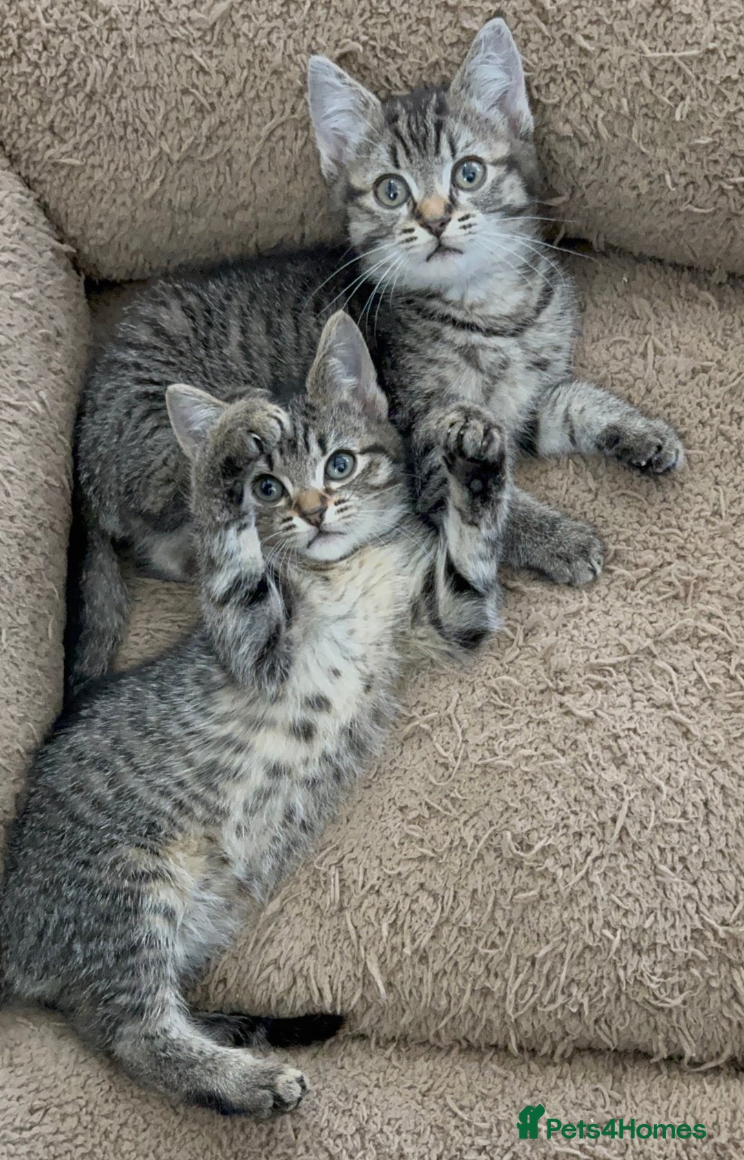 Mixed Breed cats for sale: Beautiful Kittens Ready for a Loving Home 🐾 - Advert 11