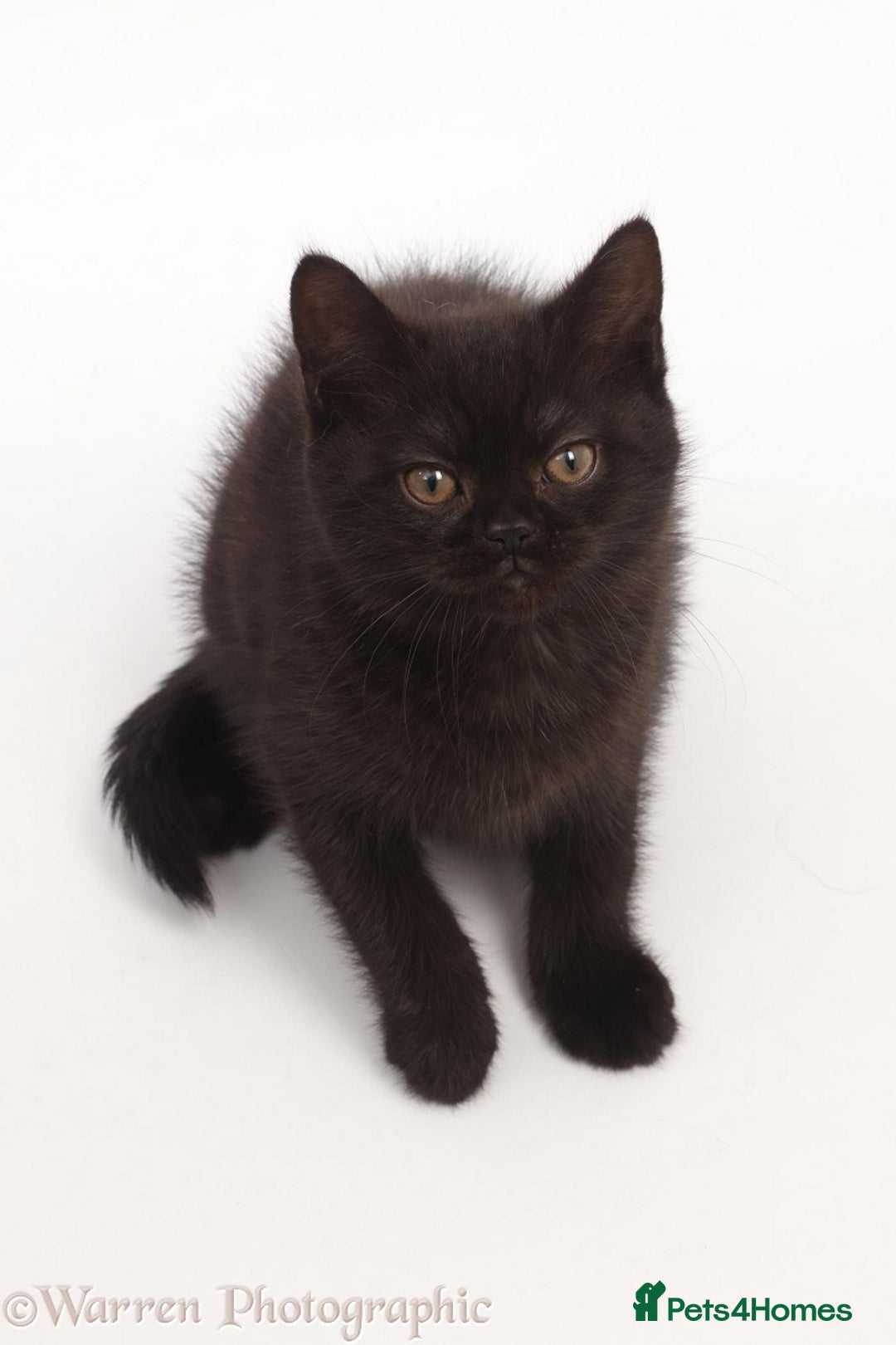 British Shorthair cats for sale: Adorable British Babies  - Advert 8