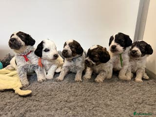 Mixed Breed dogs Miniature Parti Schnockerpoo Puppies - Advert 4