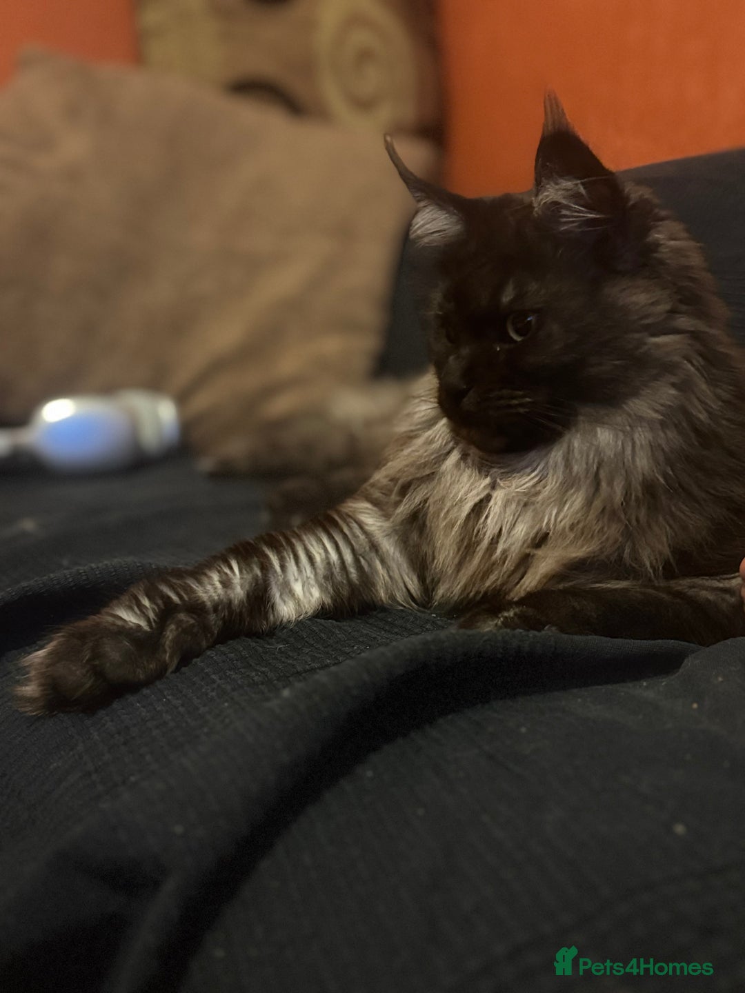 Maine Coon cats for sale: Maine coon female 2 years old  - Advert 1