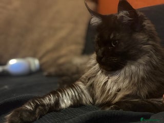 Maine Coon cats Maine coon female 2 years old - Advert 1