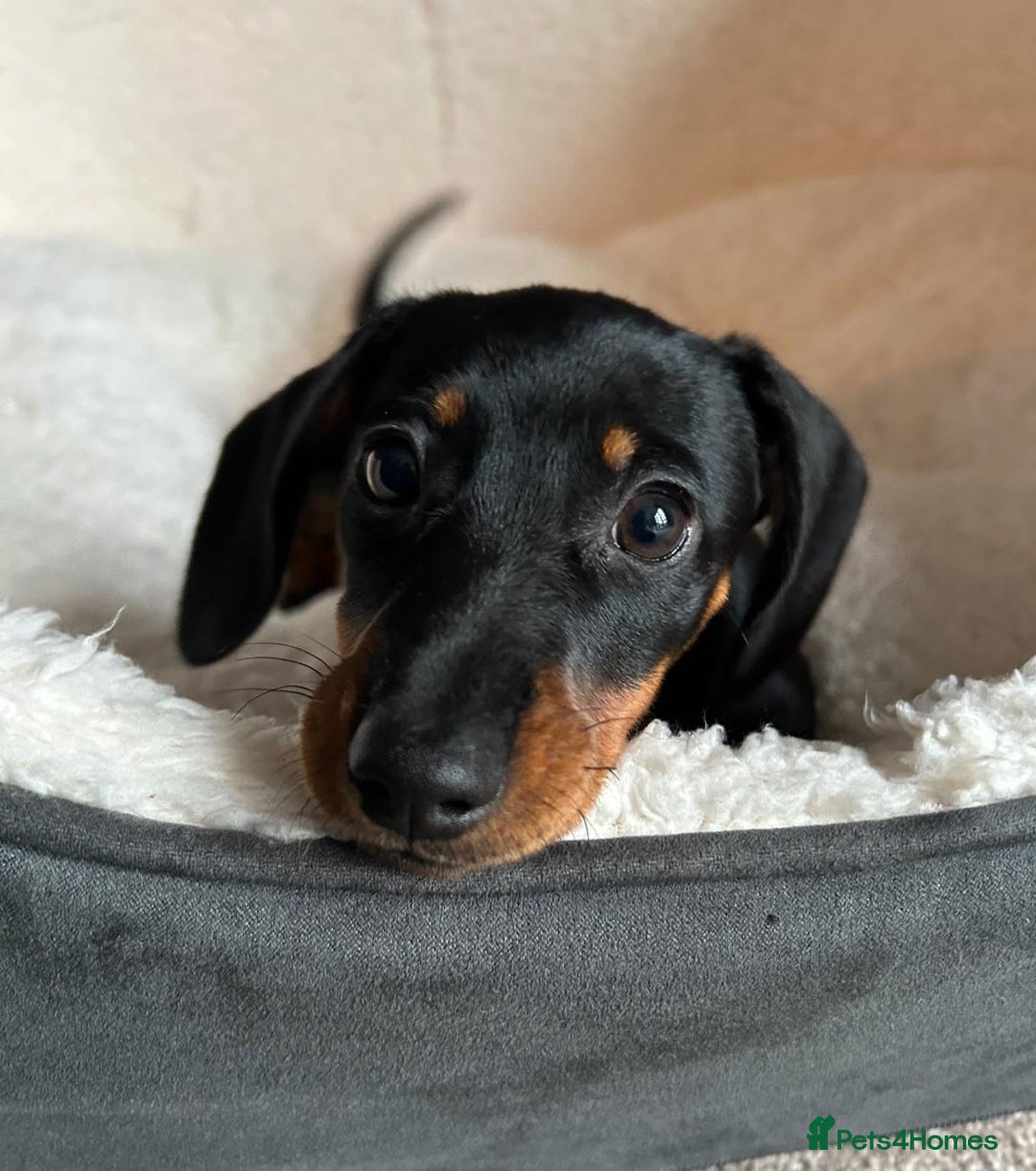 Miniature Dachshund dogs for sale: AVAILABLE NOW! Little Legs & Big Hearts - Advert 20