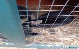 Mixed Breed rabbits for sale: 2 baby rabbits available  in Nottingham - Image 4