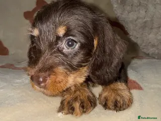 Miniature Dachshund dogs 💜Stunning KC Mini Wirehair Dachshunds💜 - Advert 5