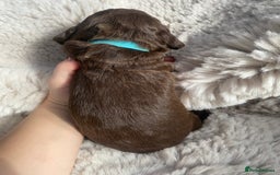 Sprocker dogs for sale: Sprocker puppies  - Advert 17