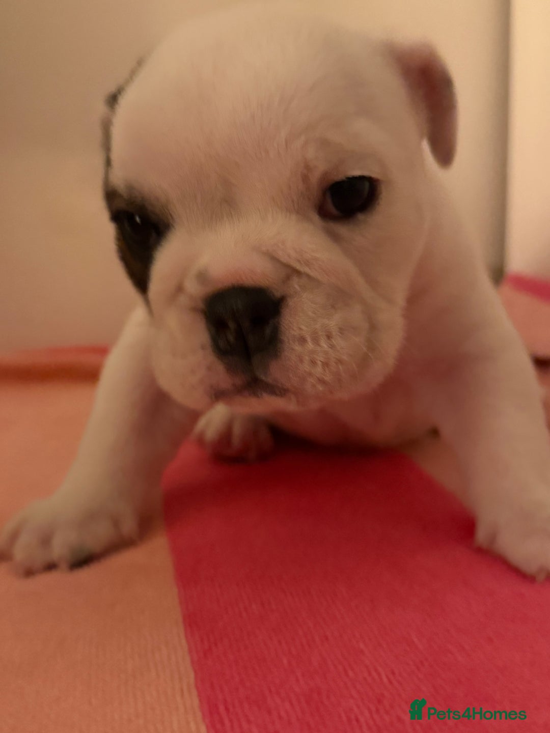 English Bulldog dogs for sale: Amazing British bulldogs  - Image 6