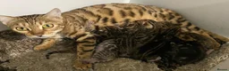 Bengal cats for sale: 💖💙 Gorgeous Bengal Kitten Ready For Thier Homes - Advert 6