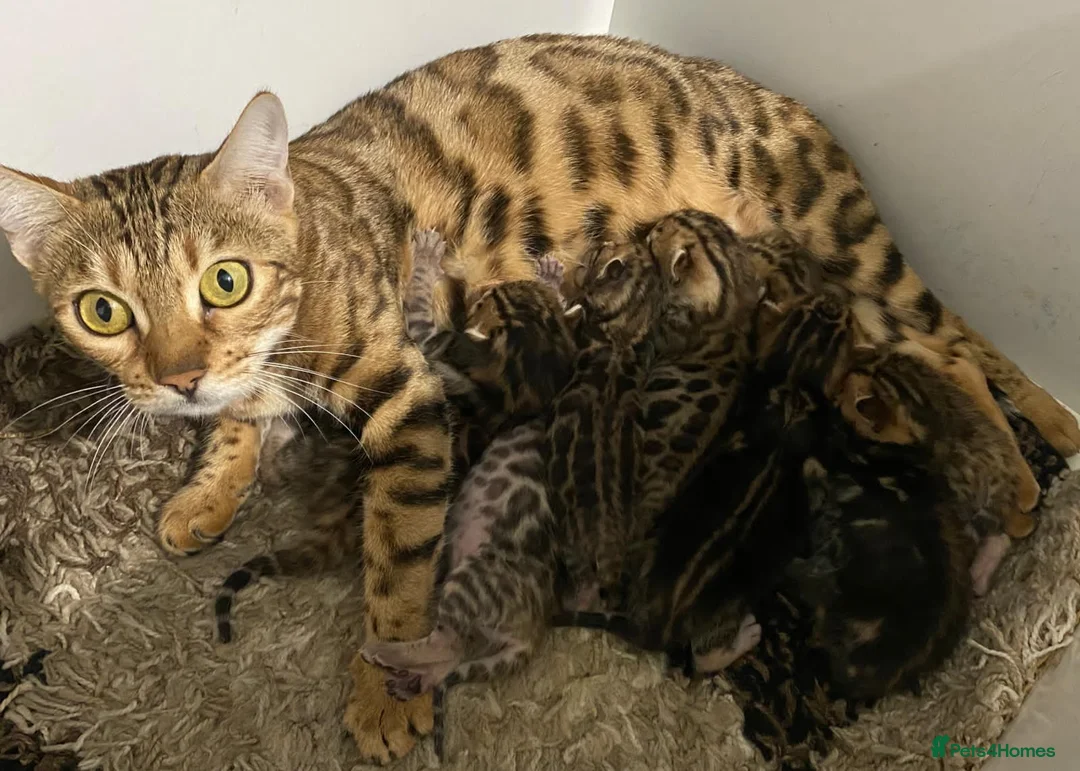 Bengal cats for sale: 💖💙 Gorgeous Bengal Kitten Ready For Thier Homes - Advert 6